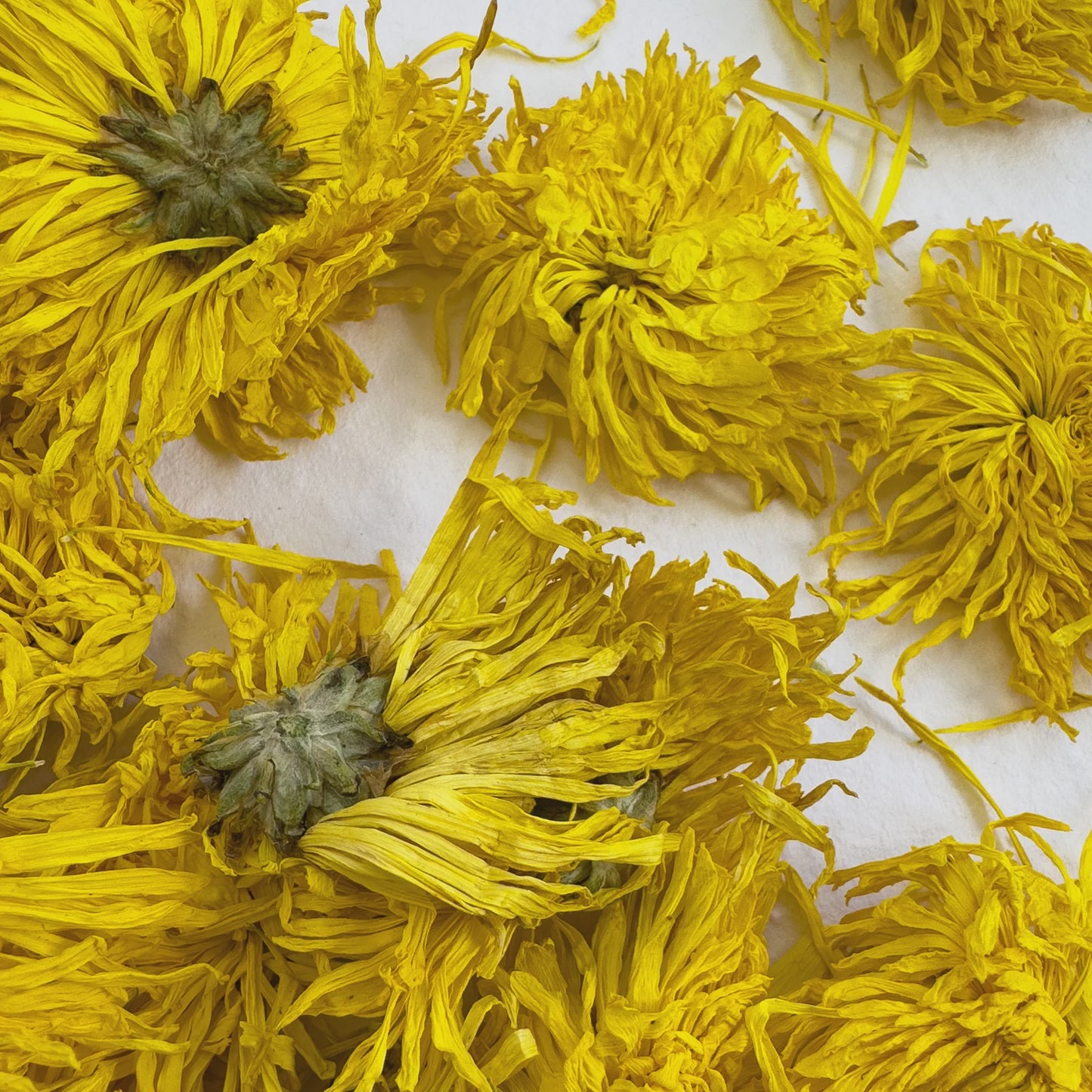 Delightful Dried Flowers | Flawless Filiform