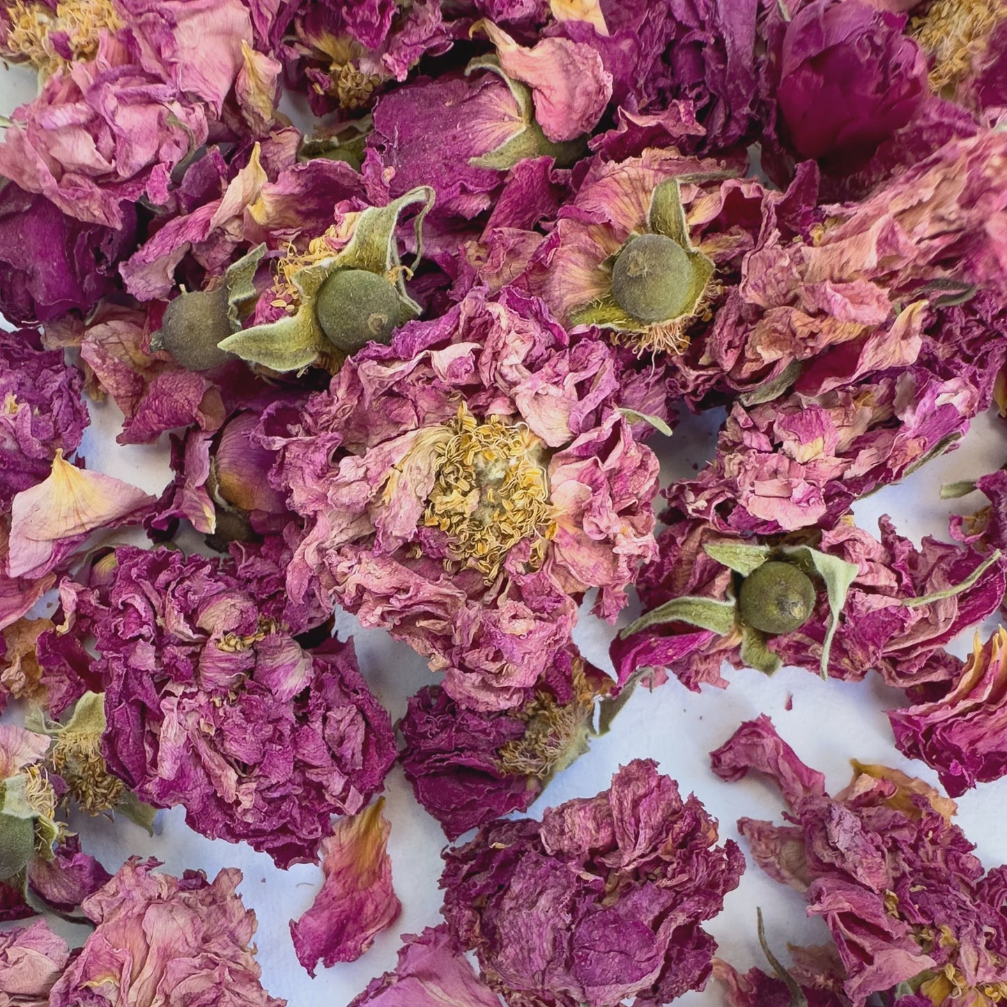 Delightful Dried Flowers | Ravishing Rosa