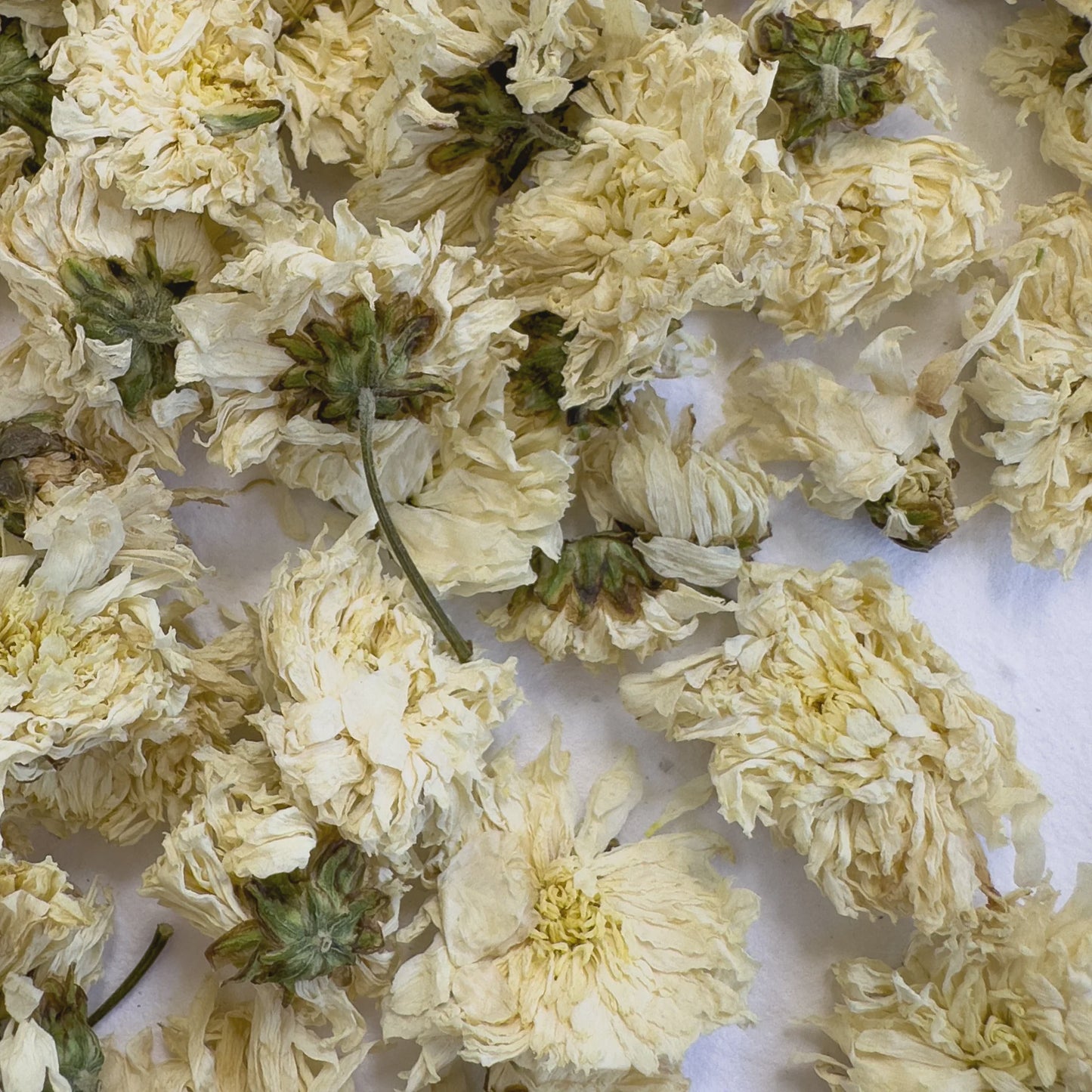 Delightful Dried Flowers | Dashing Daisies