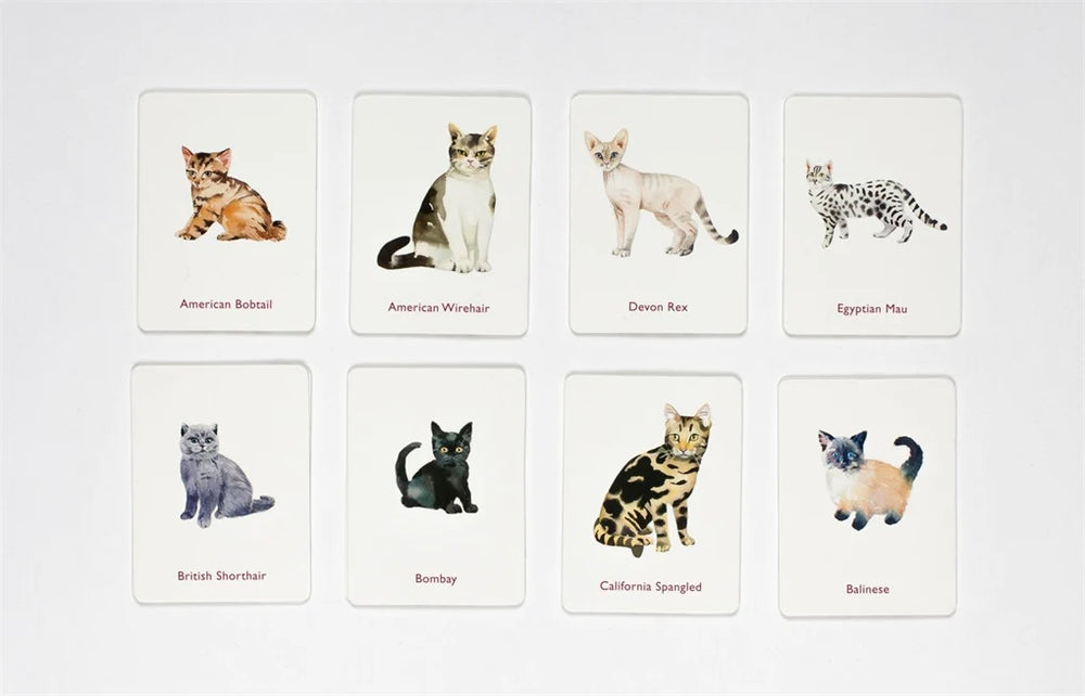 A Memory Game | Cats & Kittens