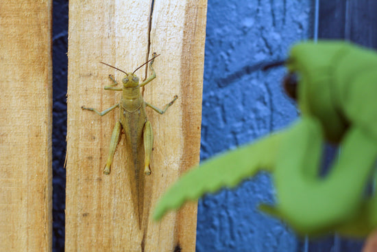 Finger Puppet | Praying Mantis
